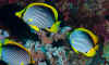 LL_black-backed_butterflyfish.jpg (244903 bytes)
