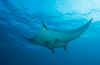 LL_manta_ray1.jpg (167378 bytes)