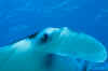LL_manta_ray2.jpg (130535 bytes)