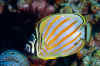 LL_ornate_butterflyfish.jpg (210685 bytes)