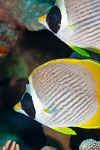 LL_panda_butterflyfish.jpg (231220 bytes)