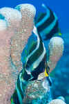 LL_pennant_bannerfish.jpg (234285 bytes)