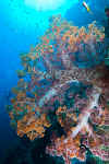 LL_soft_coral.jpg (341424 bytes)