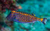 LL_spotted_boxfish.jpg (187117 bytes)