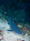 LL_whitetip_shark.jpg (299053 bytes)