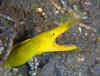 indL_ribbon_eel.jpg (91588 bytes)