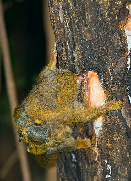A pygmy marmoset feeding on tree sap while carrying two infants on its back