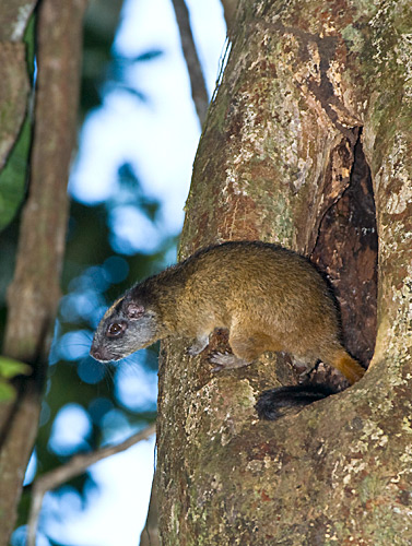 Nocturnal Animals [Colombia]