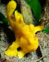 uPNG99_frogfish.jpg (97865 bytes)